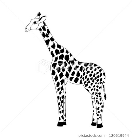 giraffe is an African wild animal. Vector stock illustration. Isolated on white background. Black and white silhouette. zoo giraffe is an African wild animal. Vector stock illustration. Isolated on white background. Black and white silhouette. zoo 120619944