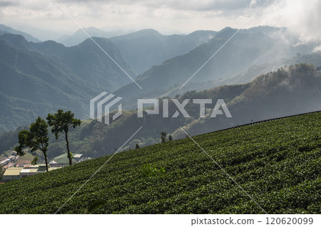 嘉義 石棹雲海季 120620099