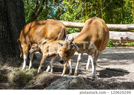 Banteng, Bos javanicus or Red Bull is a type of wild cattle. 120620299