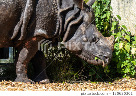 The Indian Rhinoceros, Rhinoceros unicornis aka Greater One-horned Rhinoceros The Indian Rhinoceros, Rhinoceros unicornis aka Greater One-horned Rhinoceros 120620301