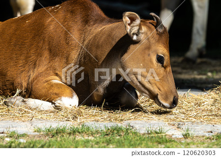 Banteng, Bos javanicus or Red Bull is a type of wild cattle. 120620303