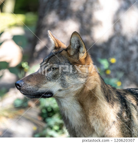 European Grey Wolf, Canis lupus in a german park European Grey Wolf, Canis lupus in a german park 120620307