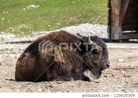American buffalo known as bison, Bos bison in a german park 120620309