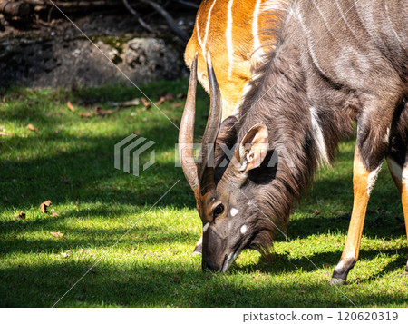 Nyala Antelope - Tragelaphus angasii. Wild life animal. 120620319