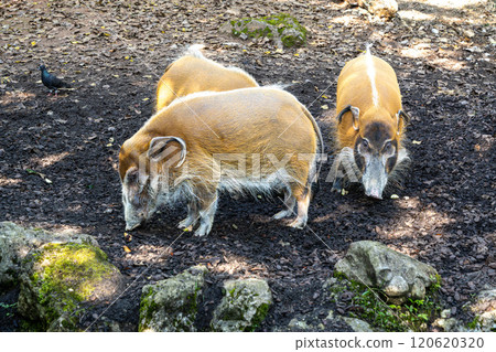 Red river hog, Potamochoerus porcus, also known as the bush pig. 120620320