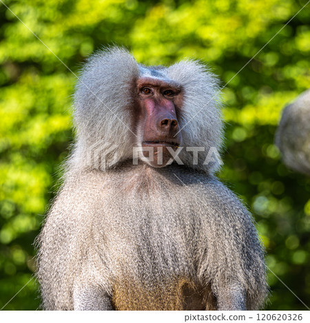 The hamadryas baboon, Papio hamadryas is a species of baboon The hamadryas baboon, Papio hamadryas is a species of baboon 120620326