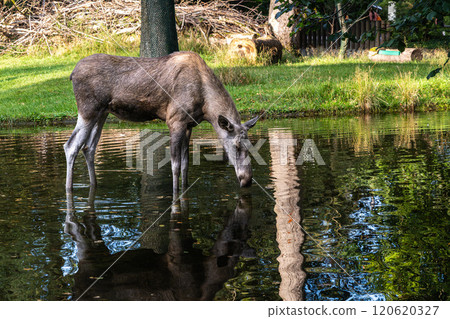 European Moose, Alces alces, also known as the elk 120620327