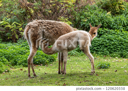 Baby Vicuna, Vicugna Vicugna, relatives of the llama 120620338