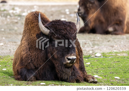 American buffalo known as bison, Bos bison in a german park American buffalo known as bison, Bos bison in a german park 120620339