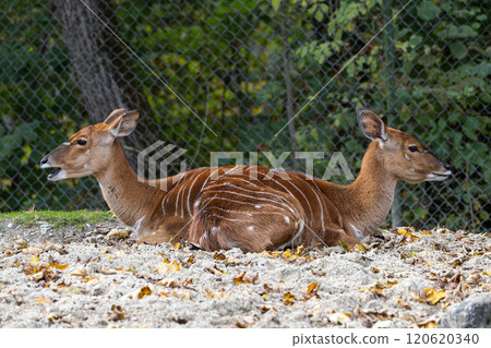 Nyala Antelope - Tragelaphus angasii. Wild life animal. Nyala Antelope - Tragelaphus angasii. Wild life animal. 120620340