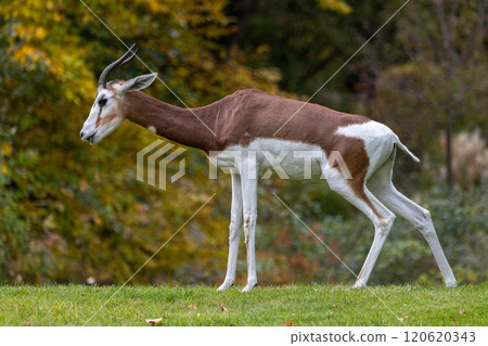 Dama gazelle, Gazella dama mhorr or mhorr gazelle is a species of gazelle Dama gazelle, Gazella dama mhorr or mhorr gazelle is a species of gazelle 120620343