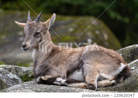 Young baby mountain ibex or capra ibex on a rock 120620347