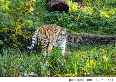 The Siberian tiger,Panthera tigris altaica in a park 120620351