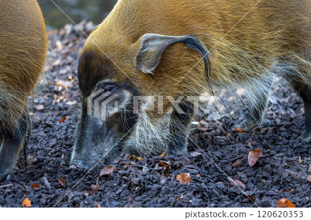 Red river hog, Potamochoerus porcus, also known as the bush pig. Red river hog, Potamochoerus porcus, also known as the bush pig. 120620353