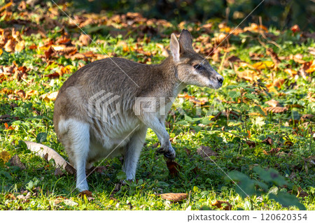 The agile wallaby, Macropus agilis also known as the sandy wallaby The agile wallaby, Macropus agilis also known as the sandy wallaby 120620354