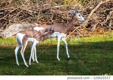 Dama gazelle, Gazella dama mhorr or mhorr gazelle is a species of gazelle Dama gazelle, Gazella dama mhorr or mhorr gazelle is a species of gazelle 120620357