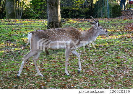 The fallow deer, Dama mesopotamica is a ruminant mammal The fallow deer, Dama mesopotamica is a ruminant mammal 120620359