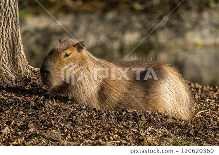 Capybara, Hydrochoerus hydrochaeris grazing on fresh green grass 120620360