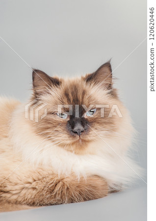 Neva Masquerade cat on a gray background. Portrait of an adult cat. Neva Masquerade cat on a gray background. Portrait of an adult cat. 120620446