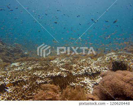 Blue ocean with schools of fish over a tropical coral reef of staghorn coral 120620448