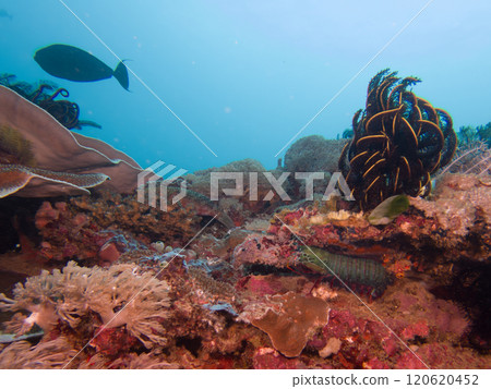 A Peacock Mantis Shrimp in a tropical coral reef with a beautiful blue ocean background A Peacock Mantis Shrimp in a tropical coral reef with a beautiful blue ocean background 120620452