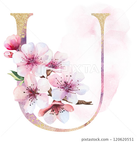 Watercolor and golden letter U with pink cherry flowers and buds, wedding sakura isolated element 120620551
