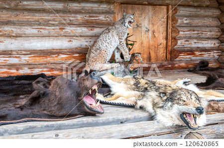 Bear and wolf skins with heads and bared mouths against the background of a stuffed wild lynx 120620865