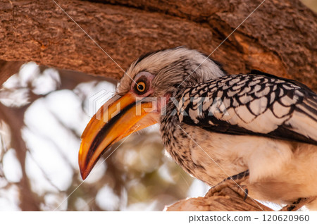 Southern Yellow billed horn bill 120620960