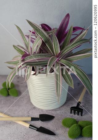 Rhoeo violet-green plant in a white pot, water drops on leaves, garden tools on concrete surface, light gray background 120620995
