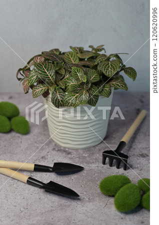 Fittonia pink-green plant in a white pot, water drops on leaves, garden tools on concrete surface, light gray background Fittonia pink-green plant in a white pot, water drops on leaves, garden tools on concrete surface, light gray background 120620996