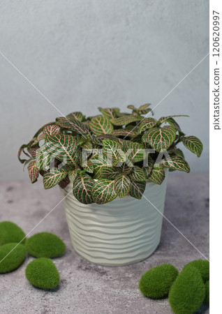 Fittonia pink-green plant in a white pot, water drops on leaves, stones with moss on concrete surface, light gray background Fittonia pink-green plant in a white pot, water drops on leaves, stones with moss on concrete surface, light gray background 120620997