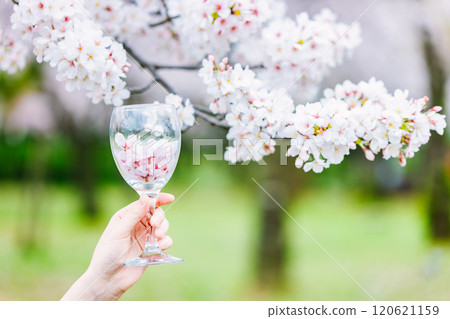 女孩手中酒杯中的櫻花花瓣 120621159
