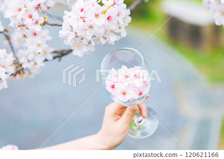 女孩手中酒杯中的櫻花花瓣 120621166
