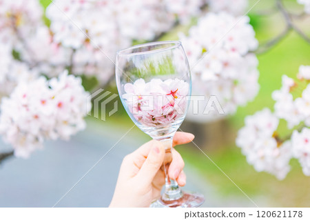 女孩手中酒杯中的櫻花花瓣 女孩手中酒杯中的櫻花花瓣 120621178