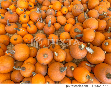 Large piles scattering of small pumpkins and gourds 120621436