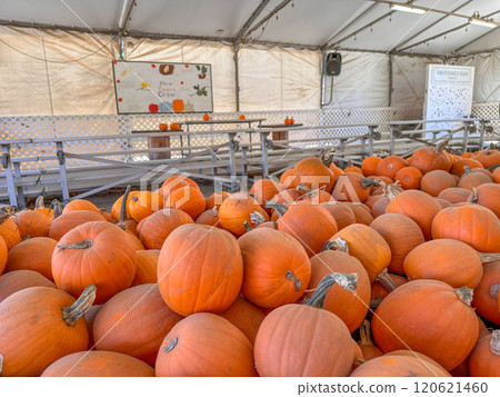 Large piles scattering of small pumpkins and gourds 120621460