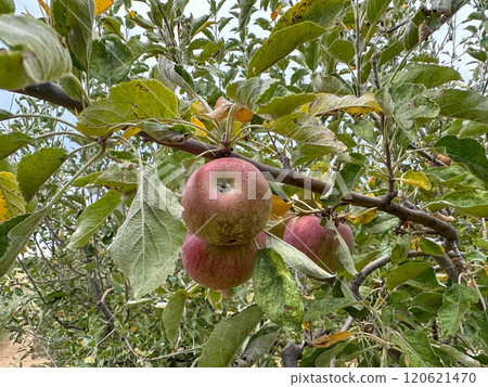 Apple orchard, rows of apple trees full of fruit ready for picking 120621470