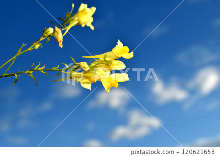 Yellow flowers of the common toadflax. 120621653