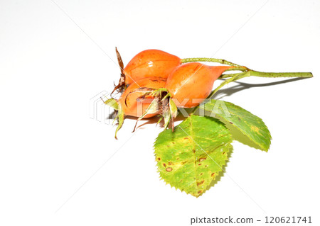 Rose hips with green leaves. Rose hips with green leaves. 120621741