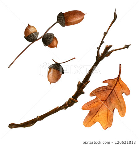Oak leaf and acorns set. Autumn botanical watercolor illustration. Isolated oak branch with acorns and leaf on white background. Hand painted seasonal clipart for autumn holidays, Thanksgiving day Oak leaf and acorns set. Autumn botanical watercolor illustration. Isolated oak branch with acorns and leaf on white background. Hand painted seasonal clipart for autumn holidays, Thanksgiving day 120621818
