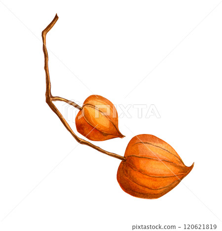 Physalis. Autumn botanical watercolor detailed elegant illustration. Isolated realistic twig with physalis fruit on white background. Hand painted seasonal clipart for autumn holidays, prints, cards Physalis. Autumn botanical watercolor detailed elegant illustration. Isolated realistic twig with physalis fruit on white background. Hand painted seasonal clipart for autumn holidays, prints, cards 120621819