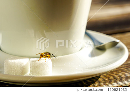 A wasp feasts on a sugar cube grains on a coffee cup saucer in a cafe, wild nature in the city A wasp feasts on a sugar cube grains on a coffee cup saucer in a cafe, wild nature in the city 120621983