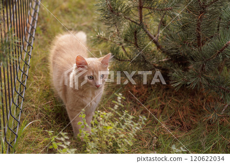 A curious and fluffy orange kitten exploring outdoors. A curious and fluffy orange kitten exploring outdoors. 120622034