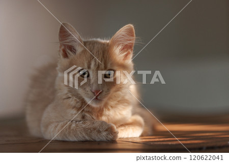 4 months old charming and charismatic ginger kitten looking at camera. 120622041