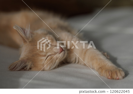 4 months old charming and charismatic ginger kitten lying and sleeping on the sofa. Domestic animal concept.. 120622045