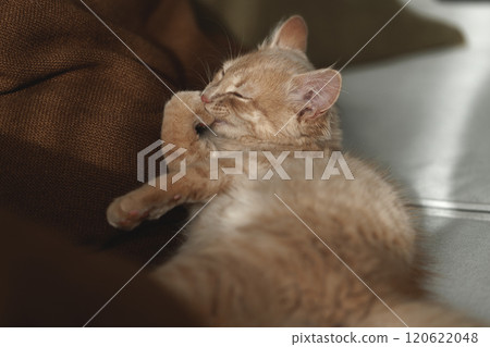4 months old charming and charismatic ginger kitten grooming on the sofa. Domestic animal concept.. 4 months old charming and charismatic ginger kitten grooming on the sofa. Domestic animal concept.. 120622048