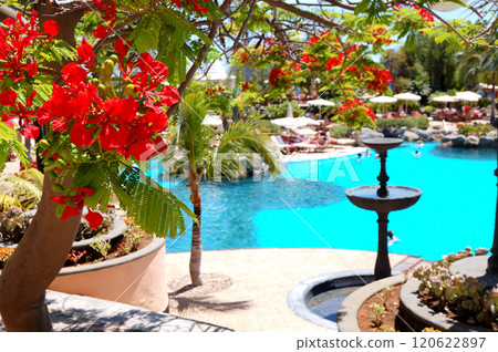 Flame tree with red flowers (Delonix regia) near swimming pool at luxury hotel, Tenerife island, Spain 120622897