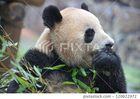 梅濱美味地吃著竹子 梅濱美味地吃著竹子 120622972