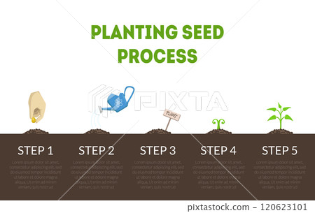 Planting Seed Process Banner, Stages of Growth of Plant from Seed, Cycle of Growth of Garden Plant Vector Illustration Planting Seed Process Banner, Stages of Growth of Plant from Seed, Cycle of Growth of Garden Plant Vector Illustration 120623101