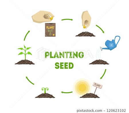 Planting Seed Banner, Stages of Growth of Plant from Seed Timeline Infographic Vector Illustration Planting Seed Banner, Stages of Growth of Plant from Seed Timeline Infographic Vector Illustration 120623102
